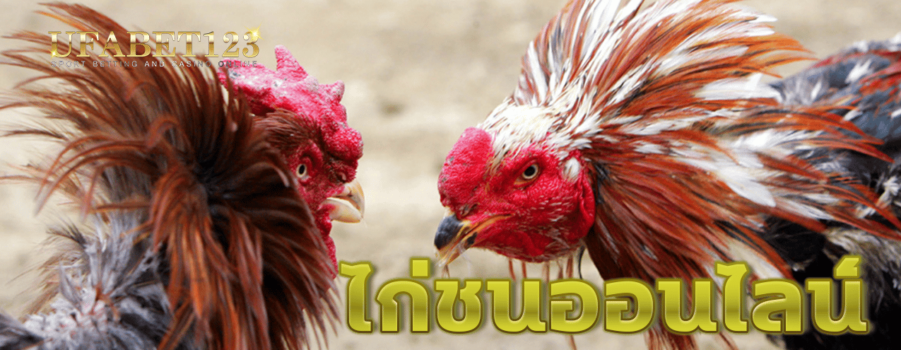 พนันไก่ชนออนไลน์