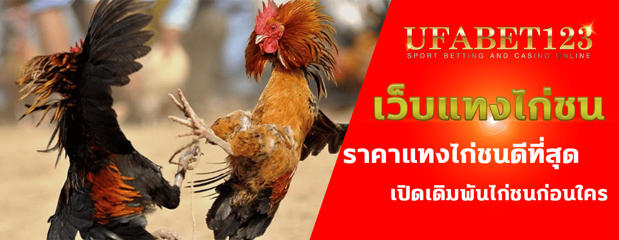 เว็บแทงไก่ชน